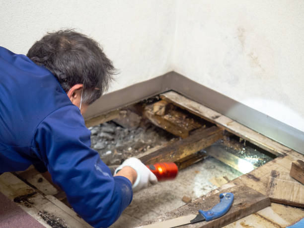Best Local Mold Removal Service  in Goleta, CA