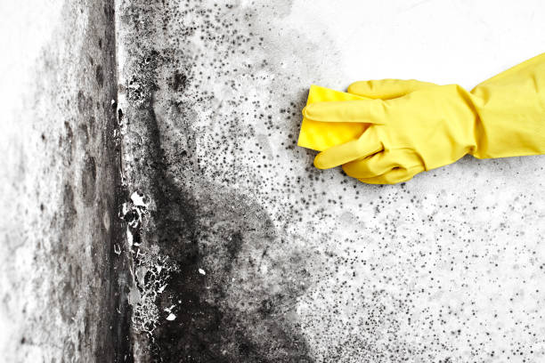 Office Mold Removal Services in Goleta, CA