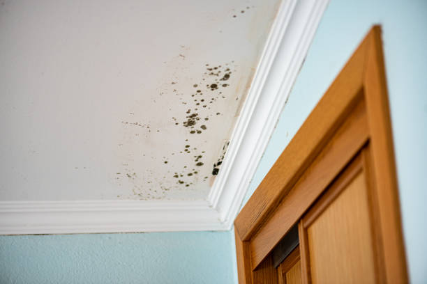 Best Mold Cleaning Services  in Goleta, CA