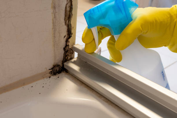 Mold Removal and Inspection in Goleta, CA