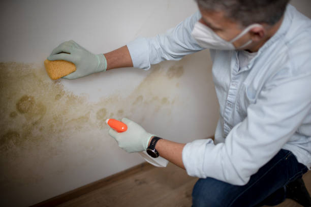 Best Mold Remediation  in Goleta, CA