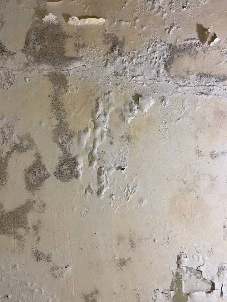 Best Office Mold Removal Services  in Goleta, CA