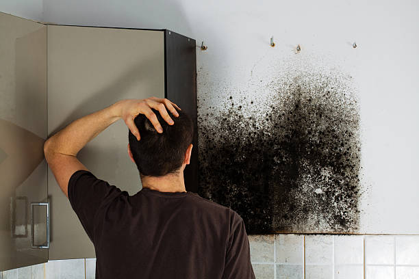 Best Mold Removal Near Me  in Goleta, CA