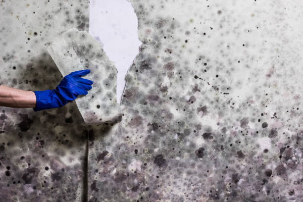 Professional Mold Removal in Goleta, CA