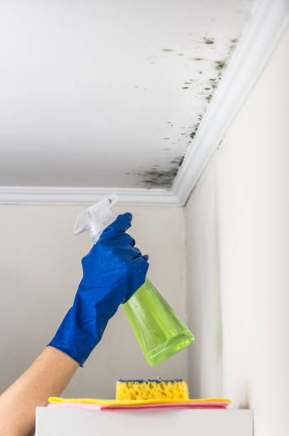 Best Toxic Mold Removal  in Goleta, CA