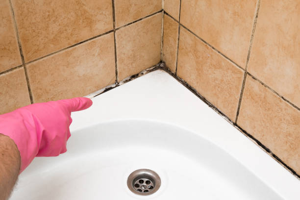 Best Toxic Mold Removal  in Goleta, CA